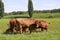 Young cattle group