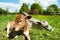 Young Cattle relaxing in a field.