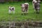 Young cattle with small calf stood in waterlogged field