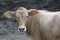 Young cattle standing staring.