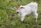 Young cattle standing staring.