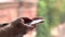 Young caucasian adult holding a smartphone cell in his hands and typing with his fingers a text message