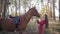Young Caucasian female equestrian in pink clothes training beautiful brown horse in the autumn forest. Pretty female