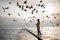 A young Caucasian girl in a stylish coat and hat walks along the pier by the sea and feeds the seagulls. A flock of birds is