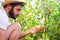 Young caucasian man examining a bunch of cherry tomatoes on a tomatoe plant.