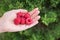 Young Caucasian Woman Girl Holds in Hand Handful of Organic Freshly Picked Raspberries. Green Forest Trees Shrubs in Background