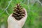 Young Caucasian Woman Girl Holds in Hand Pine Cone in Forest Foliage Background. Contemplation Tranquility Mindful Leaving