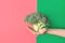 Young caucasian woman girl holds in stretched hand raw broccoli on green pink background. Healthy plant based diet detox