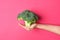 Young caucasian woman girl holds in stretched hand raw broccoli on pink background. Healthy plant based diet detox superfoods