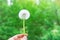 Young Caucasian Woman Holding in Hand White Fluffy Dandelion. Green Forest Foliage Background. Golden Sunlight. Vibrant Colors