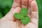 Young caucasian woman holds on hand palm fresh green shamrock leaf. St Patrick holiday environmental protection concept