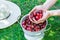 Young Caucasian Woman Holds Handful of Freshly Picked Sweet Cherries Putting into White Metal Colander on Green Grass in Garden