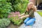 Young caucasian woman pruning sedum flowers