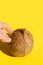 Young Caucasian woman touches with hand coconut. Bright yellow background. Hard light harsh shadows. Creative food poster