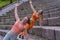 Young caucasian women athletes in sports attire are performing an exercise routine on a staircase