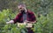 Young caucasion bearded farmer picks raspberries and puts them in a wooden box. Large raspberry bushes in an organic garden.