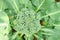 Young cauliflower broccoli plant growing in a vegetable garden