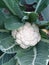 Young Cauliflower from the Garden