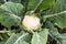 Young cauliflower growing from above