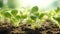 Young cauliflower plants with a gentle and delicate touch