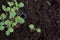 young cauliflower plants. seedbed for transplanting cauliflowers in the vegetable garden. planting cruciferous plants