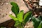 YOUNG CAULIFLOWER PLANTS IN A SQUARE IN A GARDEN