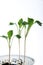 Young cauliflower plants on white background