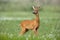 Young cautious roe deer buck on blossoming meadow in summer.