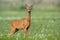 Young cautious roe deer buck on blossoming meadow in summer.