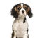 Young Cavalier King Charles dog sitting against white background