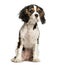 Young Cavalier King Charles dog sitting against white background