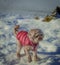 Young Cavapoo dog playing in the snow with a red cover in Ludvika City, Sweden