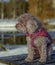 Young Cavapoo dog playing in the snow with a red cover in Ludvika City, Sweden