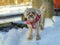 Young Cavapoo dog playing in the snow with a red cover in Ludvika City, Sweden