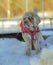 Young Cavapoo dog playing in the snow with a red cover in Ludvika City, Sweden