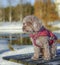 Young Cavapoo dog playing in the snow with a red cover in Ludvika City, Sweden