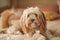 Young Cavoodle toy poodle dog lying on bed