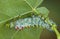 Young cecropia caterpillar