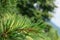 A young cedar branch with juicy green needles