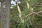 Young cedar pine cones and needles  on the background of cedar wood