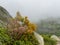 Young cedars on top of a mountain in the fog