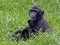 Young Celebes crested Macaque