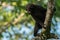 Young Celebes crested macaque Macaca nigra in Tangkoko National Park, Sulawesi, Indonesia.