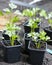 Young Celeriac Plants