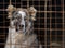 Young Central Asian Shepherd Dog in a cage