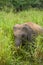 A young Ceylon elephant grazes in the dense grass