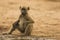 Young Chacma Baboon sitting by water\'s edge