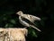 Young Chaffinch