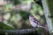 Young Chaffinch on a branch