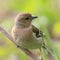 Young chaffinch female